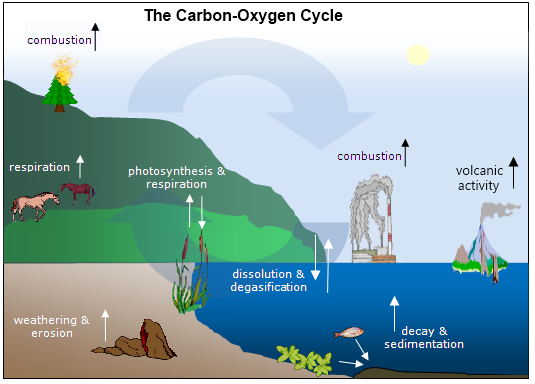 Energy Transformation nitrogen cycle diagram in plants 